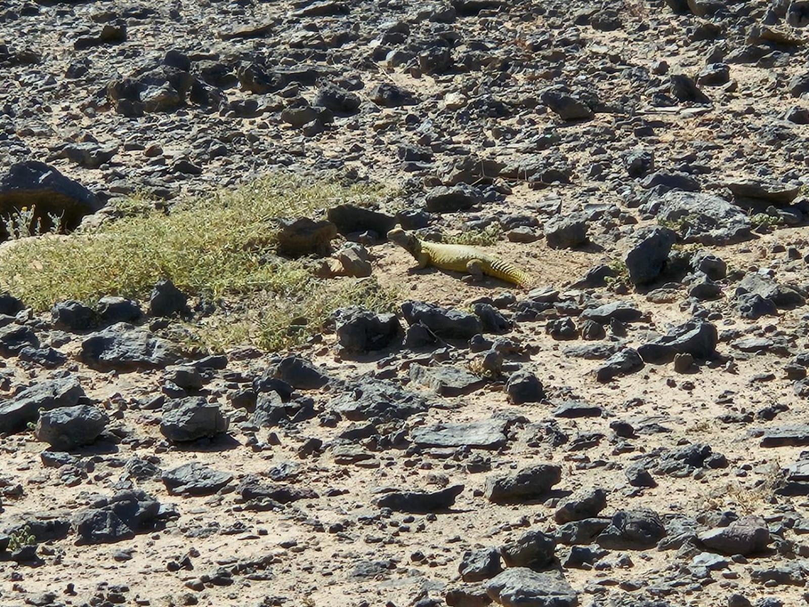 Bivouac Cote-Iriki Hotel Foum Zguid Buitenkant foto
